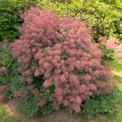 Škumpa vlasatá - Cotinus coggygria - semená - 7 ks