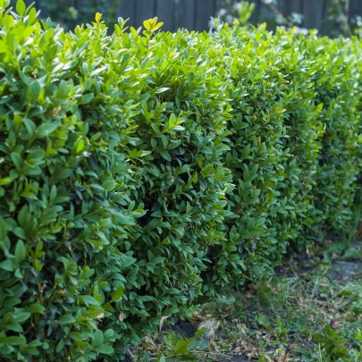 Buxus - Buxus sempervirens - semená - 10 ks