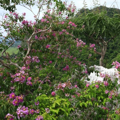 Lagerstroemia nádherná - Lagerstroemia floribunda - semená - 7 ks