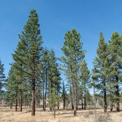 Borovica ťažká - Pinus ponderosa - semená - 6 ks