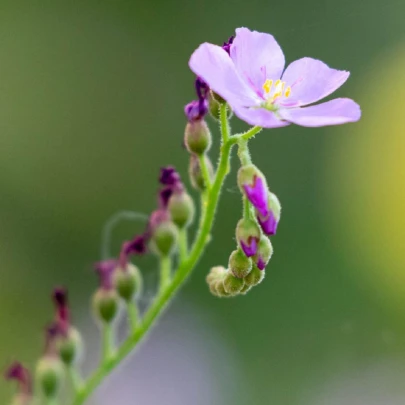 Rosička kapská obrovská - Drosera capensis giant - semená - 15 ks