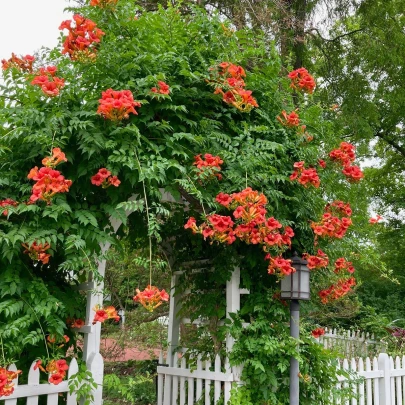 Trúbkovec koreňujúci - Campsis radicans - semená - 10 ks