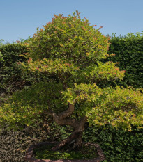 Brest čínsky - Ulmus parvifolia - semená - 10 ks