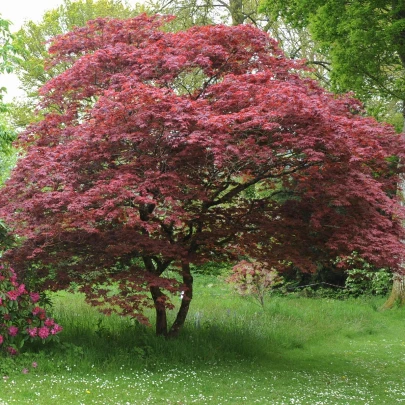 Javor japonský - Acer palmatum - semená - 5 ks