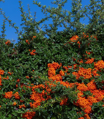 Hlohyňa šarlátová - Pyracantha coccinea - semená - 5 ks