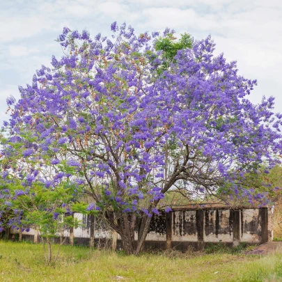 Žakaranda mimózolistá - Jacaranda mimosifolia - semená - 6 ks