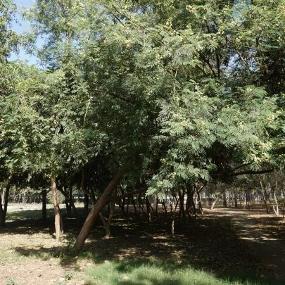 Divoká mimóza - Leucaena leucocephala - semená - 7 ks