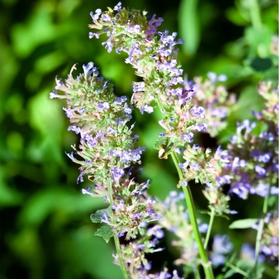 Kocúrnik záhradný citrónový - Nepeta cataria var. citriodora - semená - 15 ks