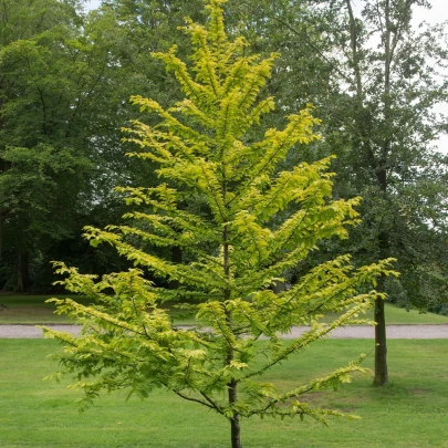 Metasekvoja čínska - Metasequoia glyptostroboides - semená - 10 ks