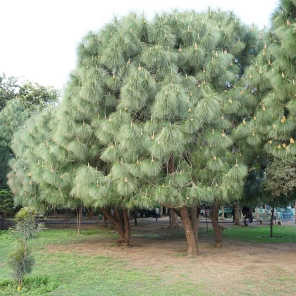 Borovica Roxburghova - Pinus roxburhii - semená - 5 ks