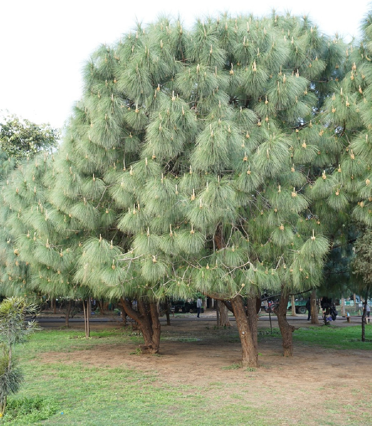 Borovica Roxburghova - Pinus roxburhii - semená - 5 ks