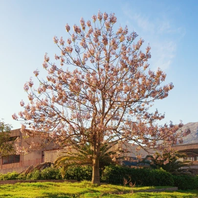 Paulovnia plstnatá - Paulownia tomentosa - semená - 15 ks