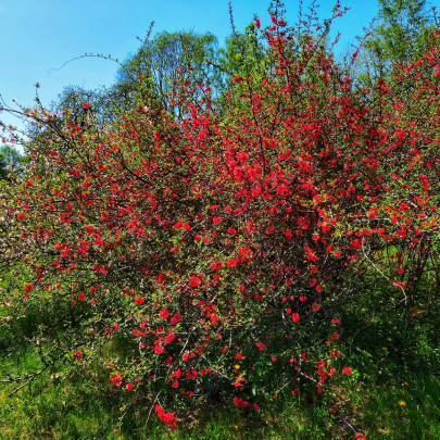 Dulovec japonský - Chaenomeles Japonica - semená - 5 ks