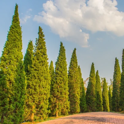 Borievka čínska - Juniperus chinensis - semená - 5 ks