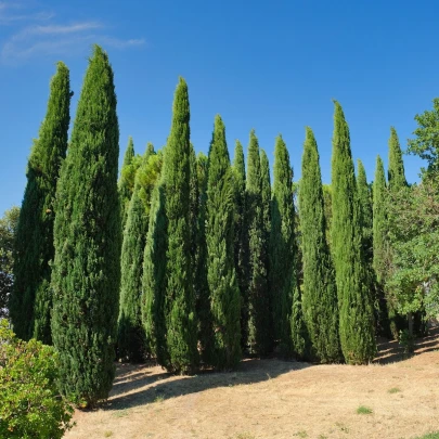 Cyprus vždyzelený - Cupressus sempervirens - semená - 7 ks