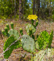 Opuncia poliehavá - Opuntia humifusa - semená - 7 ks