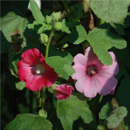 Topoľovka Simplex zmes - Althaea rosea - semená - 12 ks