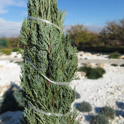 Borievka virgínska - Juniperus virginiana - semená - 5 ks