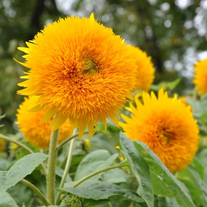 Slnečnica Sonnengold - Helianthus annuus - semená - 15 ks