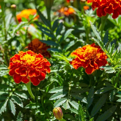 Aksamietnica rozložitá Primo - Tagetes patula - semená - 0,3 g