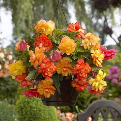 Begónia Golden Balcony - Begonia tuberhybrida - cibuľoviny - 2 ks