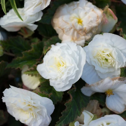 Begónia Nonstop biela - Begonia tuberhybrida - cibuľoviny - 2 ks