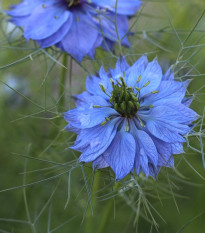 Černuška damascénska modrá - Nigella Damascena - semená - 200 ks