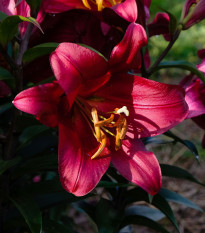 Ľalia Purple Dream - Lilium asiatica - cibuľoviny - 1 ks