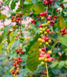 Kávovník arabský Costa Rica 95 - Coffea arabica - semená - 5 ks