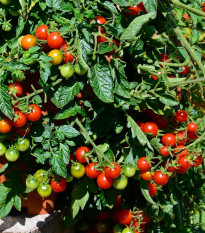 Paradajka kokteilová Primabella - Solanum lycopersicum - semená - 6 ks