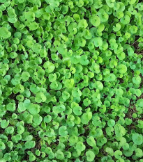 Strieborný dážď Emerald Falls - Dichondra argentea - semená - 6 ks