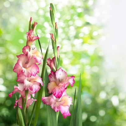 Gladiola Priscilla - Gladiolus - cibuľoviny - 3 ks