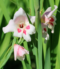 Gladiola nanus Elvira - Gladiolus - cibuľoviny - 3 ks