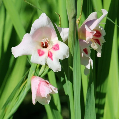 Gladiola nanus Elvira - Gladiolus - cibuľoviny - 3 ks