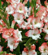 Gladiola Pink Lady - Gladiolus - cibuľoviny - 3 ks