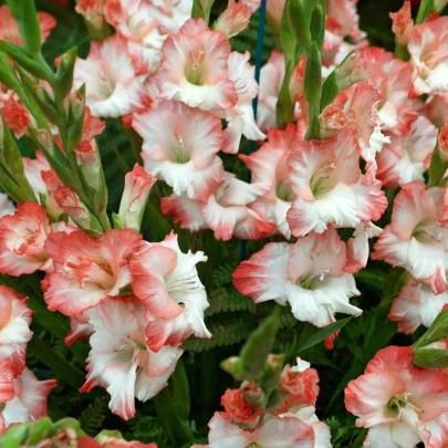 Gladiola Pink Lady - Gladiolus - cibuľoviny - 3 ks