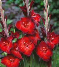 Gladiola Azuro - Gladiolus - cibuľoviny - 3 ks