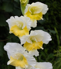 Gladiola Buggy - Gladiolus - cibuľoviny - 3 ks