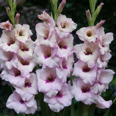 Gladiola Venezia - Gladiolus - cibuľoviny - 3 ks