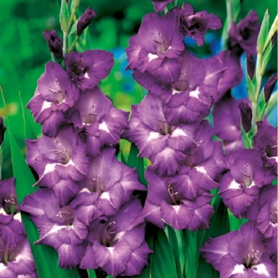 Gladiola Blue Isle - Gladiolus - cibuľoviny - 3 ks