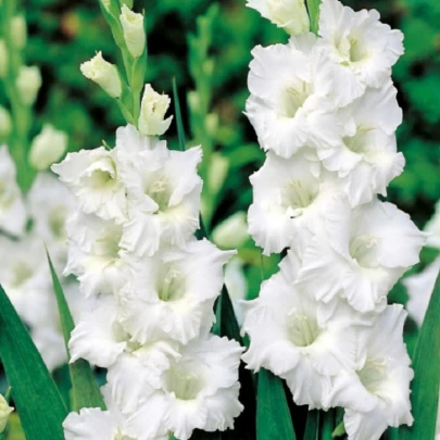 Gladiola Snowy Ruffle - Gladiolus - cibuľoviny - 3 ks