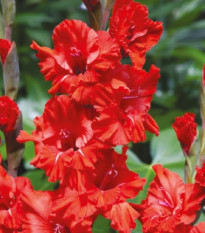 Gladiola Fire Ruffle - Gladiolus - cibuľoviny - 3 ks