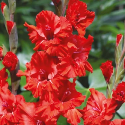 Gladiola Fire Ruffle - Gladiolus - cibuľoviny - 3 ks