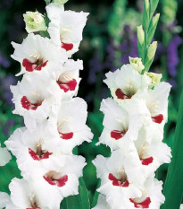 Gladiola Fiorentina - Gladiolus - cibuľoviny - 3 ks