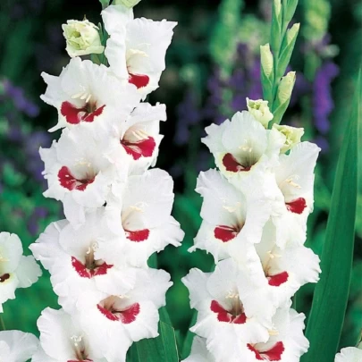 Gladiola Fiorentina - Gladiolus - cibuľoviny - 3 ks