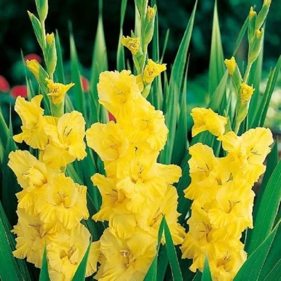 Gladiola Yellow Frans - Gladiolus - cibuľoviny - 3 ks