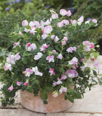 Hrachor voňavý zakrpatený Cupid Pink - Lathyrus odoratus - semená - 12 ks