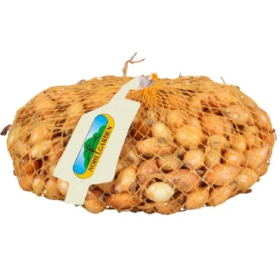 Cibuľa sadzačka Sturon - Allium cepa - cibuľky - 500 g