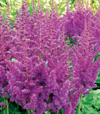 Astilba modrá - Astilbe - cibuľoviny - 1 ks