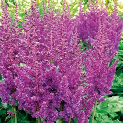 Astilba modrá - Astilbe - cibuľoviny - 1 ks